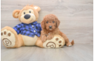 Mini Goldendoodle Puppy for Adoption