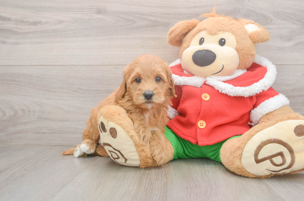 5 week old Mini Goldendoodle Puppy For Sale - Windy City Pups