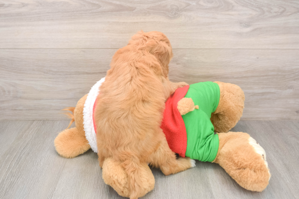 Best Mini Goldendoodle Baby