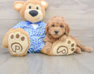 7 week old Mini Goldendoodle Puppy For Sale - Windy City Pups