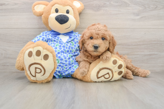 Happy Mini Goldendoodle Baby