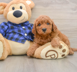 7 week old Mini Goldendoodle Puppy For Sale - Windy City Pups