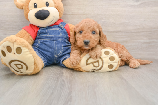 Mini Goldendoodle Pup Being Cute