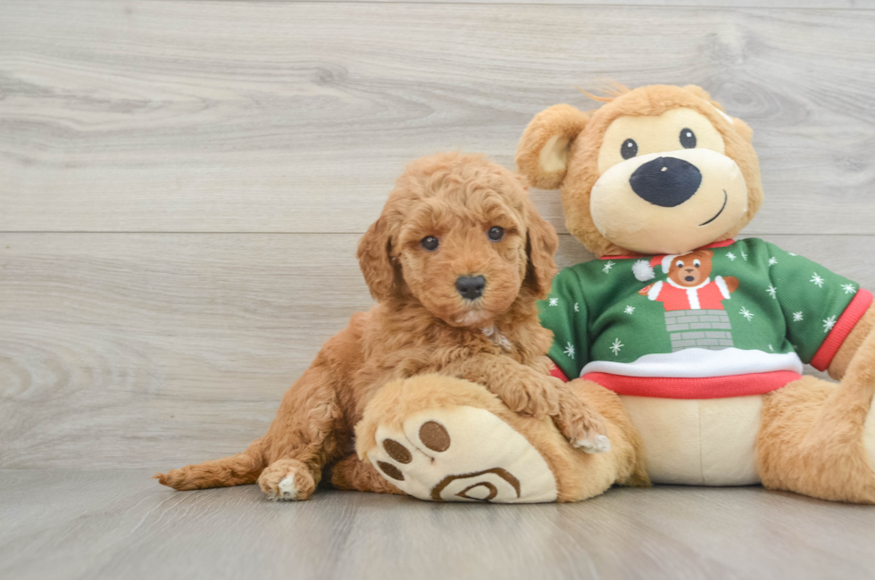 7 week old Mini Goldendoodle Puppy For Sale - Windy City Pups