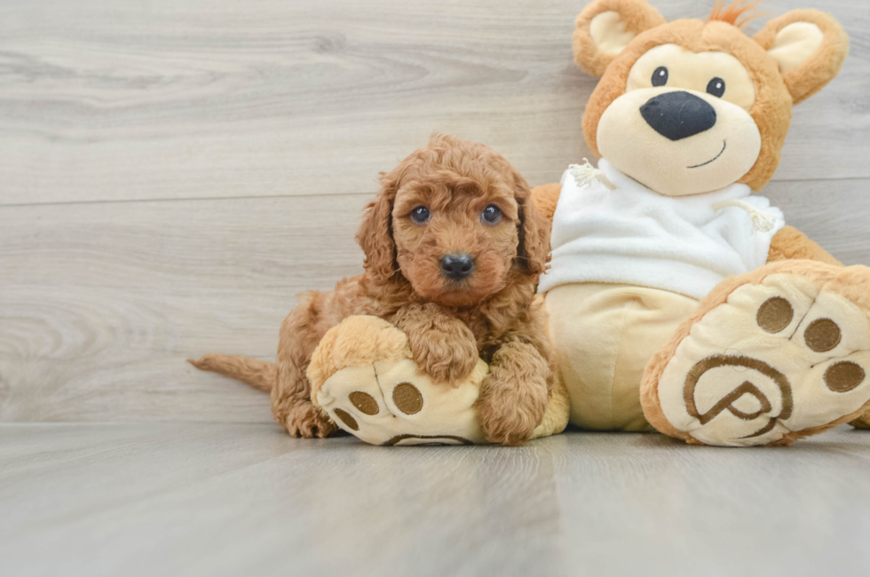 5 week old Mini Goldendoodle Puppy For Sale - Windy City Pups