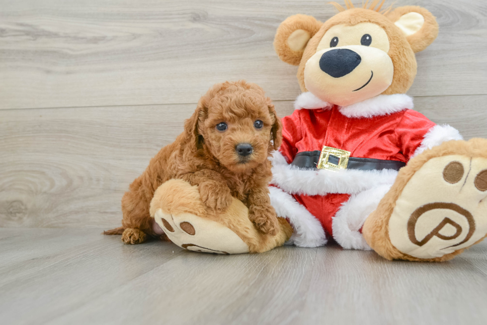 Happy Mini Goldendoodle Baby