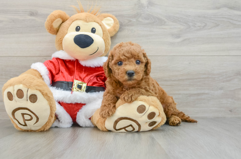 6 week old Mini Goldendoodle Puppy For Sale - Windy City Pups