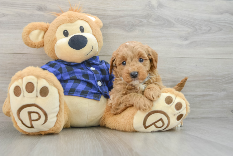 Playful Mini Groodle Poodle Mix Puppy