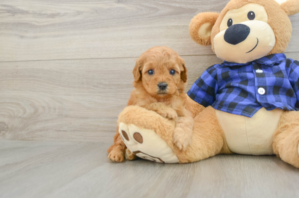 5 week old Mini Goldendoodle Puppy For Sale - Windy City Pups