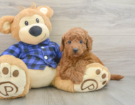 8 week old Mini Goldendoodle Puppy For Sale - Windy City Pups