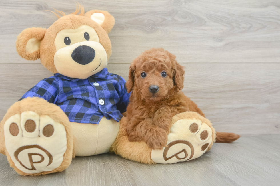 6 week old Mini Goldendoodle Puppy For Sale - Windy City Pups
