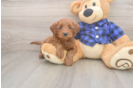 Playful Mini Groodle Poodle Mix Puppy