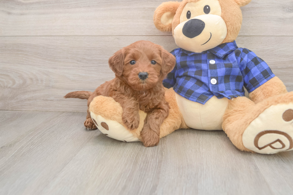 Playful Mini Groodle Poodle Mix Puppy