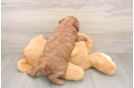 Best Mini Goldendoodle Baby