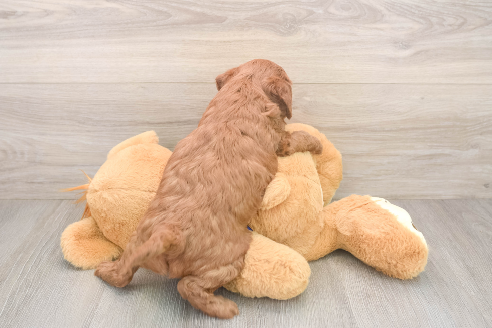 Best Mini Goldendoodle Baby