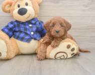7 week old Mini Goldendoodle Puppy For Sale - Windy City Pups