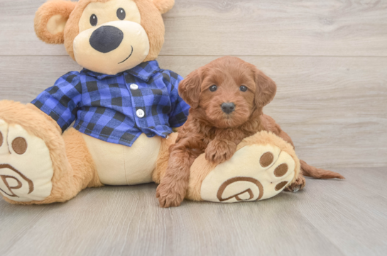 Little Mini Goldenpoo Poodle Mix Puppy