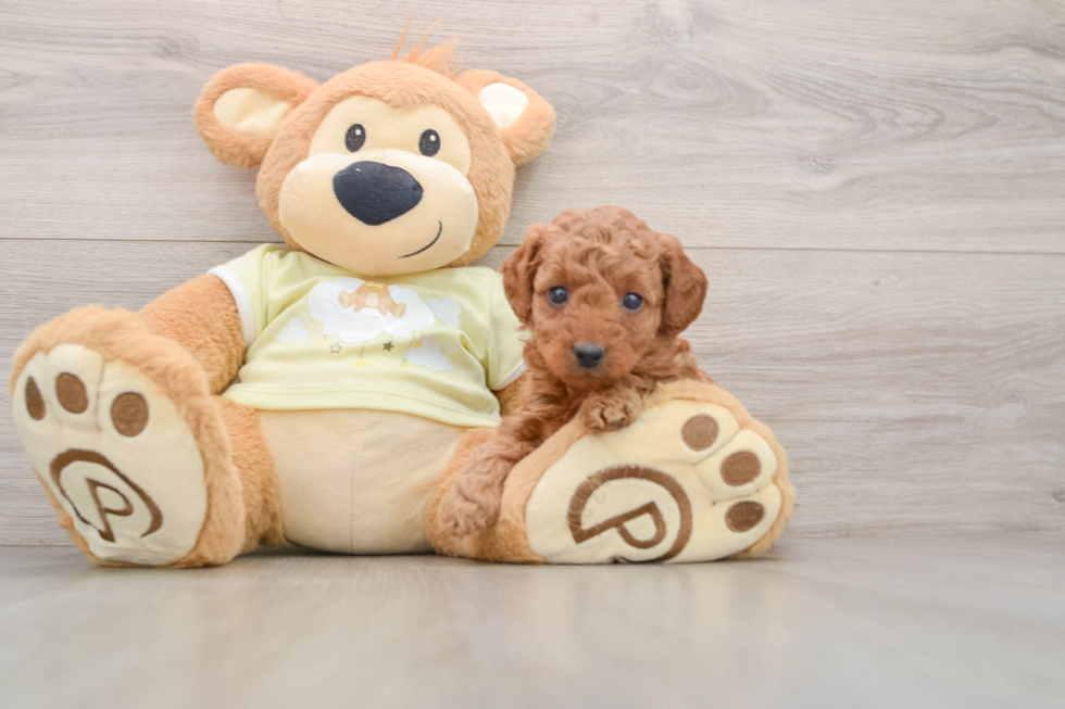 Best Mini Goldendoodle Baby