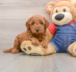 6 week old Mini Goldendoodle Puppy For Sale - Windy City Pups