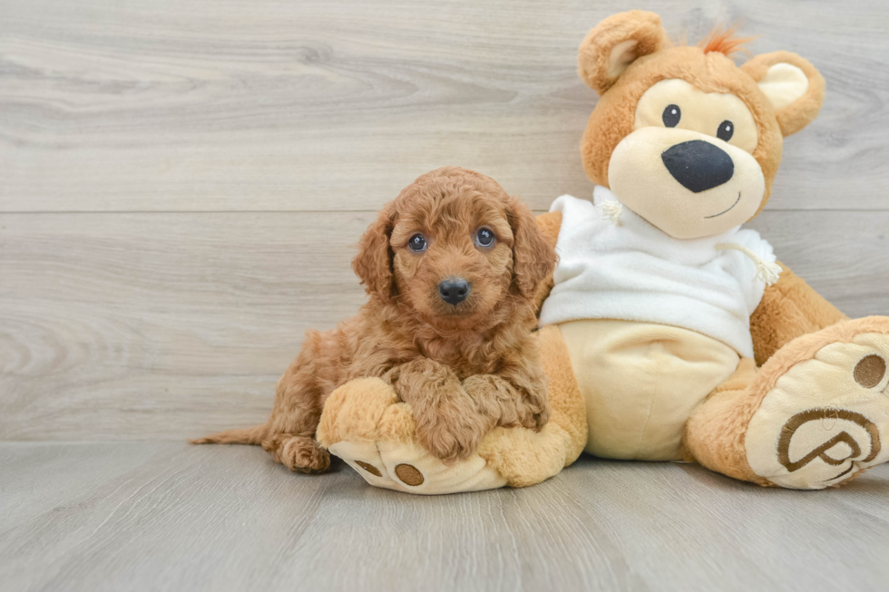 Popular Mini Goldendoodle Poodle Mix Pup