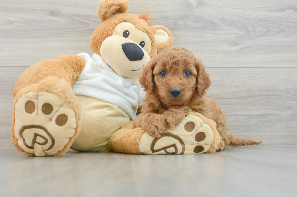 5 week old Mini Goldendoodle Puppy For Sale - Windy City Pups