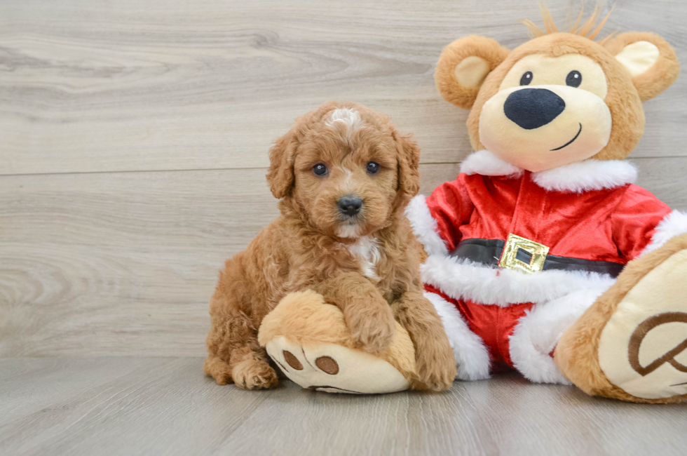 6 week old Mini Goldendoodle Puppy For Sale - Windy City Pups