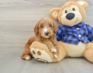 7 week old Mini Goldendoodle Puppy For Sale - Windy City Pups