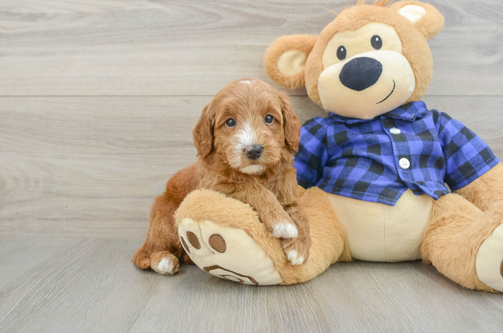 5 week old Mini Goldendoodle Puppy For Sale - Windy City Pups