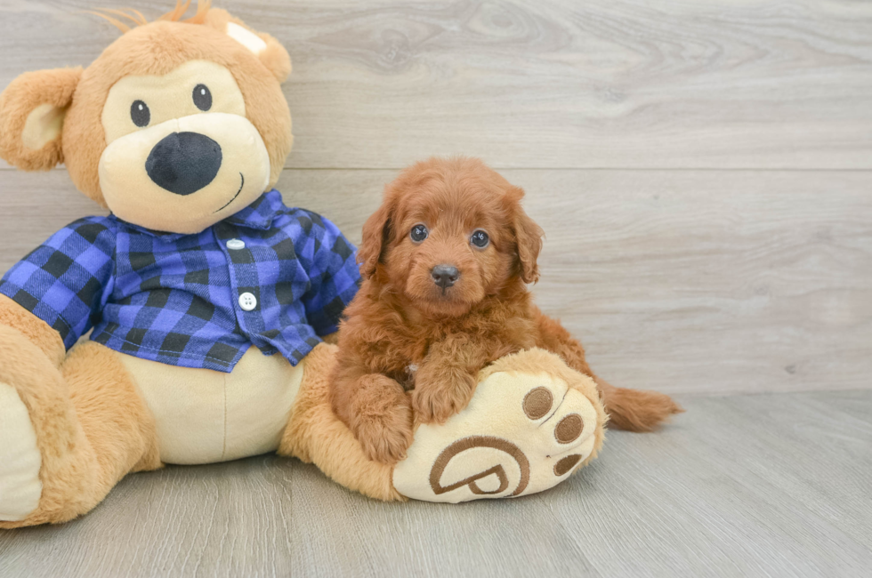 6 week old Mini Goldendoodle Puppy For Sale - Windy City Pups