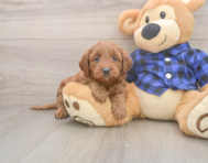7 week old Mini Goldendoodle Puppy For Sale - Windy City Pups