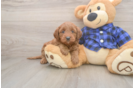 Mini Goldendoodle Pup Being Cute