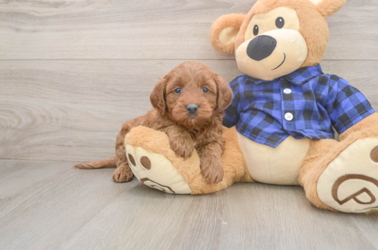Mini Goldendoodle Pup Being Cute