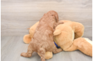 Smart Mini Goldendoodle Poodle Mix Pup