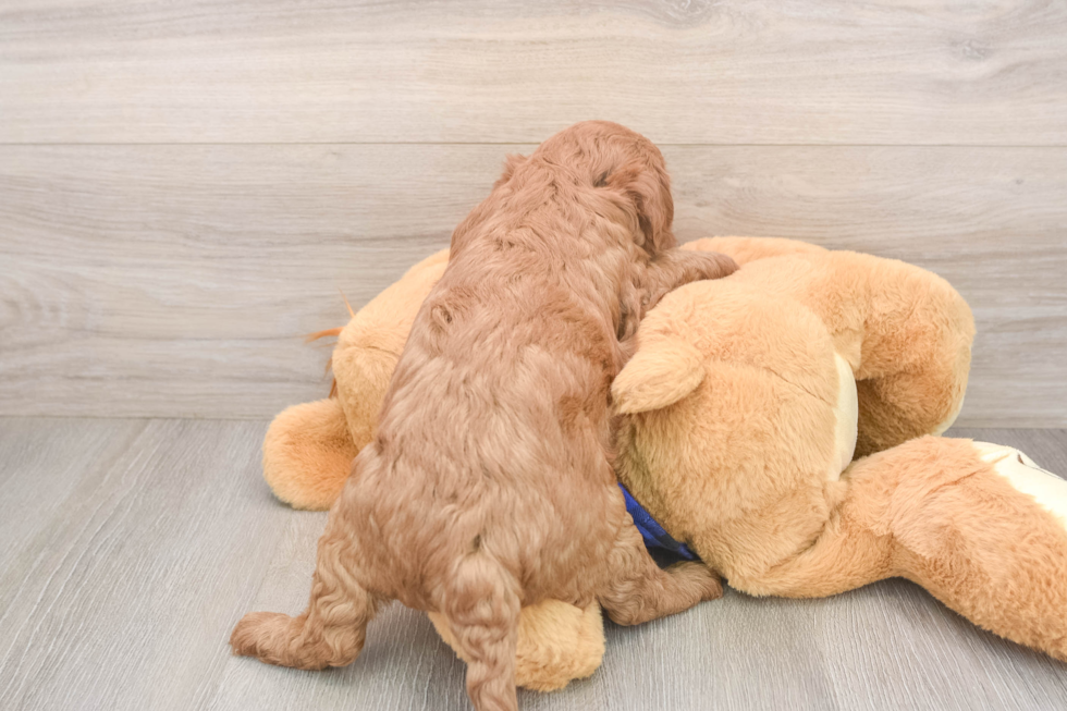 Smart Mini Goldendoodle Poodle Mix Pup