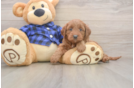 Smart Mini Goldendoodle Poodle Mix Pup