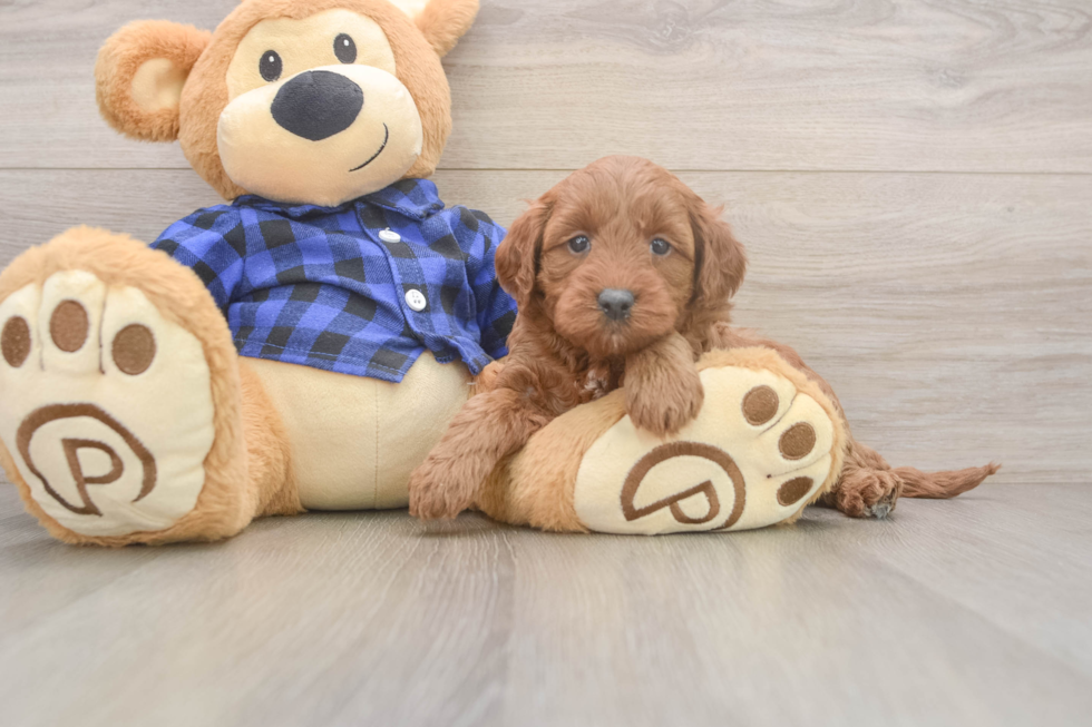 Smart Mini Goldendoodle Poodle Mix Pup