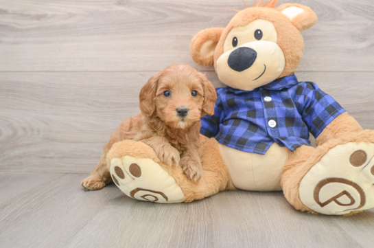 Mini Goldendoodle Puppy for Adoption