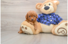 Petite Mini Goldendoodle Poodle Mix Pup