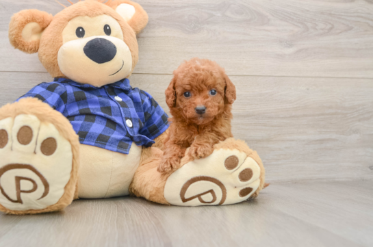 Funny Mini Goldendoodle Poodle Mix Pup