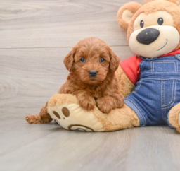 6 week old Mini Goldendoodle Puppy For Sale - Windy City Pups