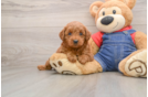 Small Mini Goldendoodle Baby