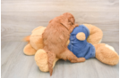 Petite Mini Goldendoodle Poodle Mix Pup