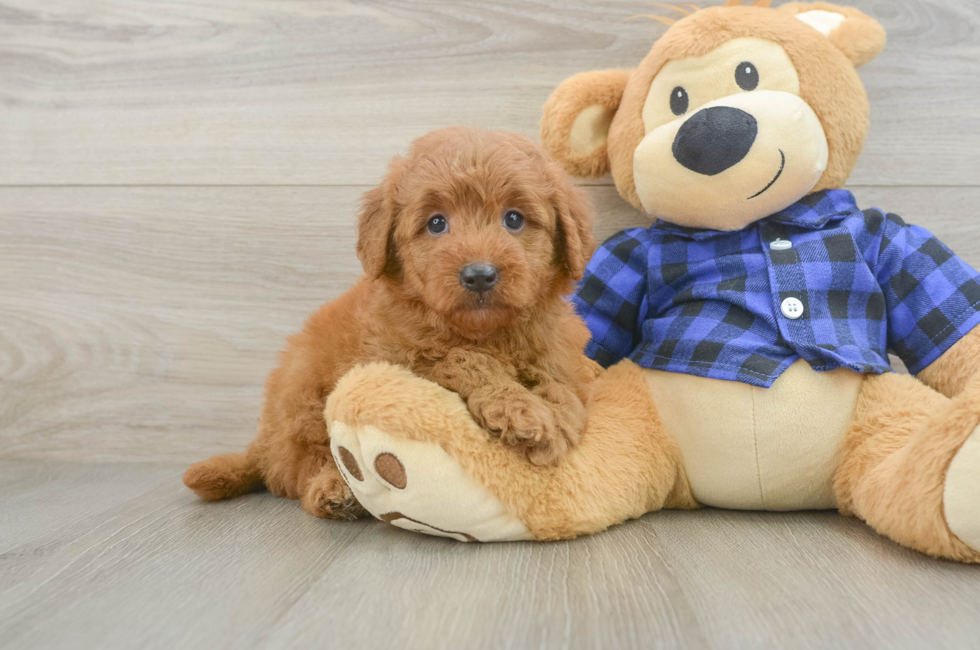 6 week old Mini Goldendoodle Puppy For Sale - Windy City Pups