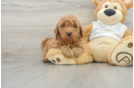 Cute Mini Goldendoodle Baby