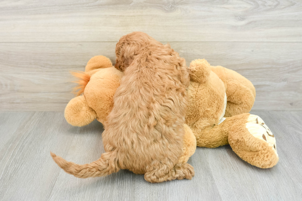 Smart Mini Goldendoodle Poodle Mix Pup