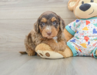 7 week old Mini Goldendoodle Puppy For Sale - Windy City Pups