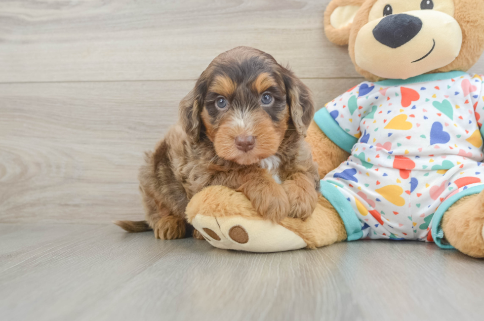 6 week old Mini Goldendoodle Puppy For Sale - Windy City Pups