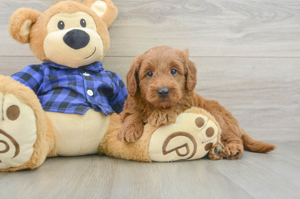 6 week old Mini Goldendoodle Puppy For Sale - Windy City Pups