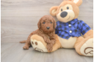 Cute Mini Goldendoodle Baby