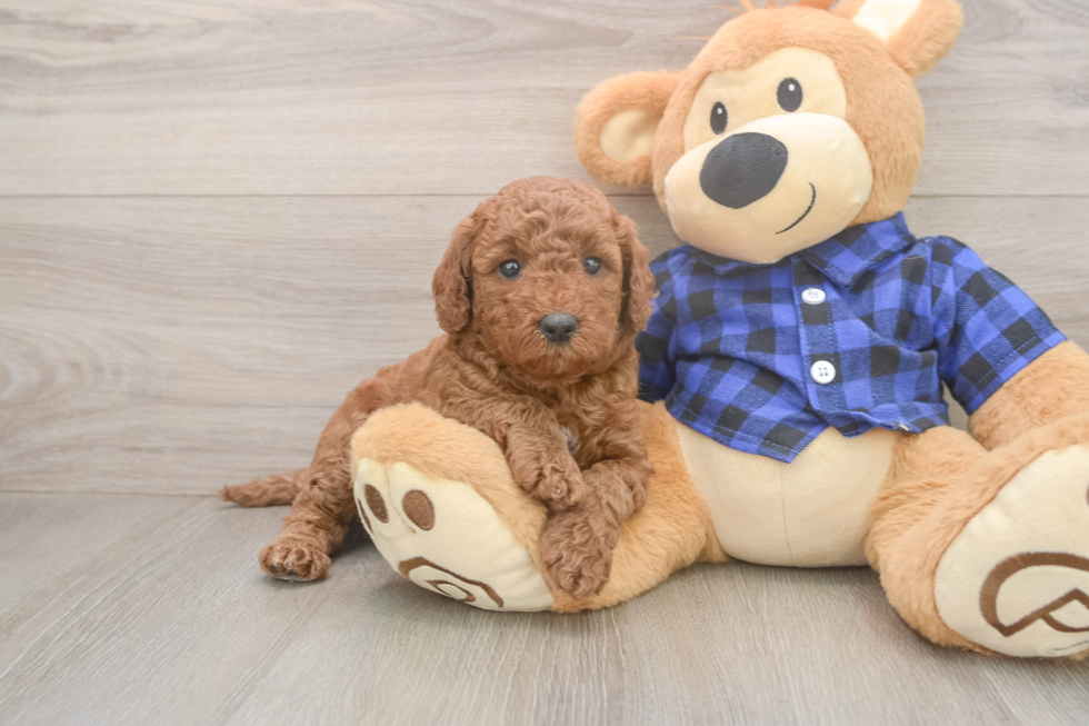Cute Mini Goldendoodle Baby